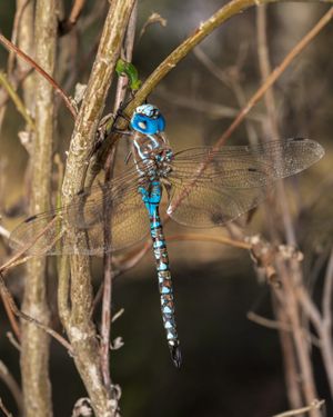 Dragonflies