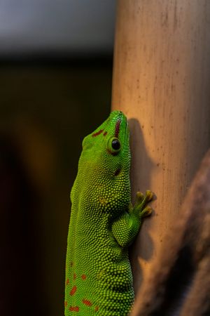 Copenhagen Zoo