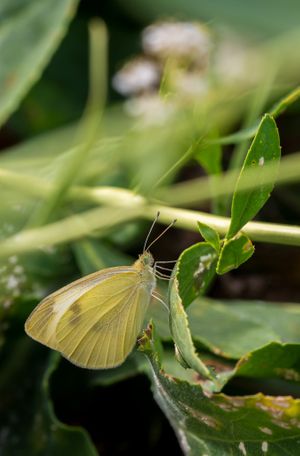 Butterflies