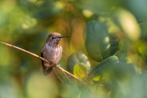 Hummingbirds