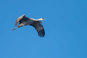 Birds in flight