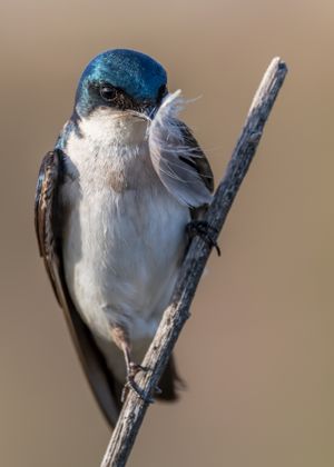 Swallows