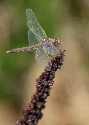 Kern NWR