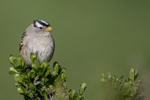 Sparrows