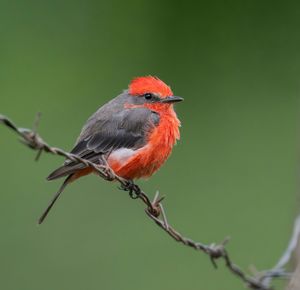 Papamoscas Cardenalito