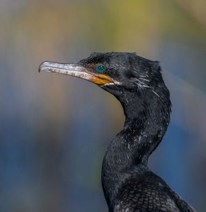 Anahuac NWR - January