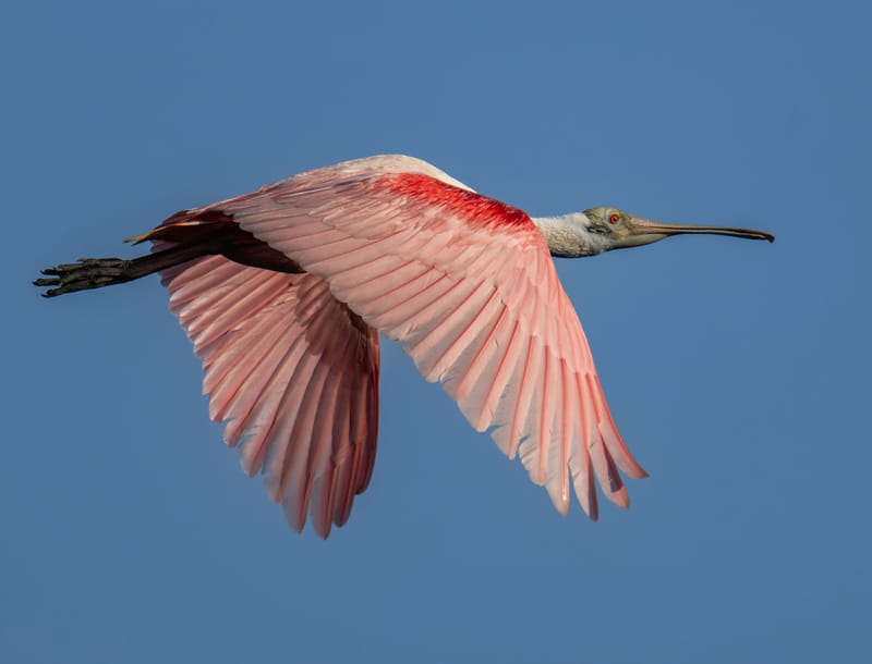 Photo from “Anahuac NWR - Summer”