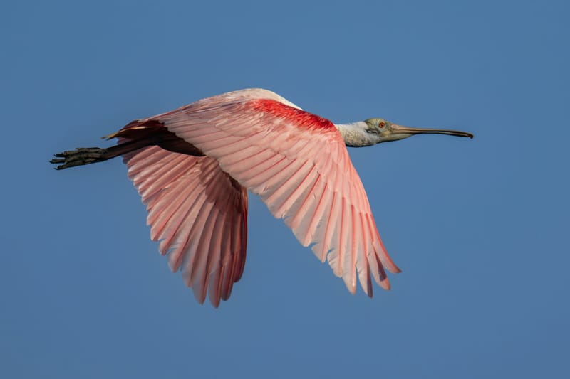 Photo from “Anahuac NWR - Summer”
