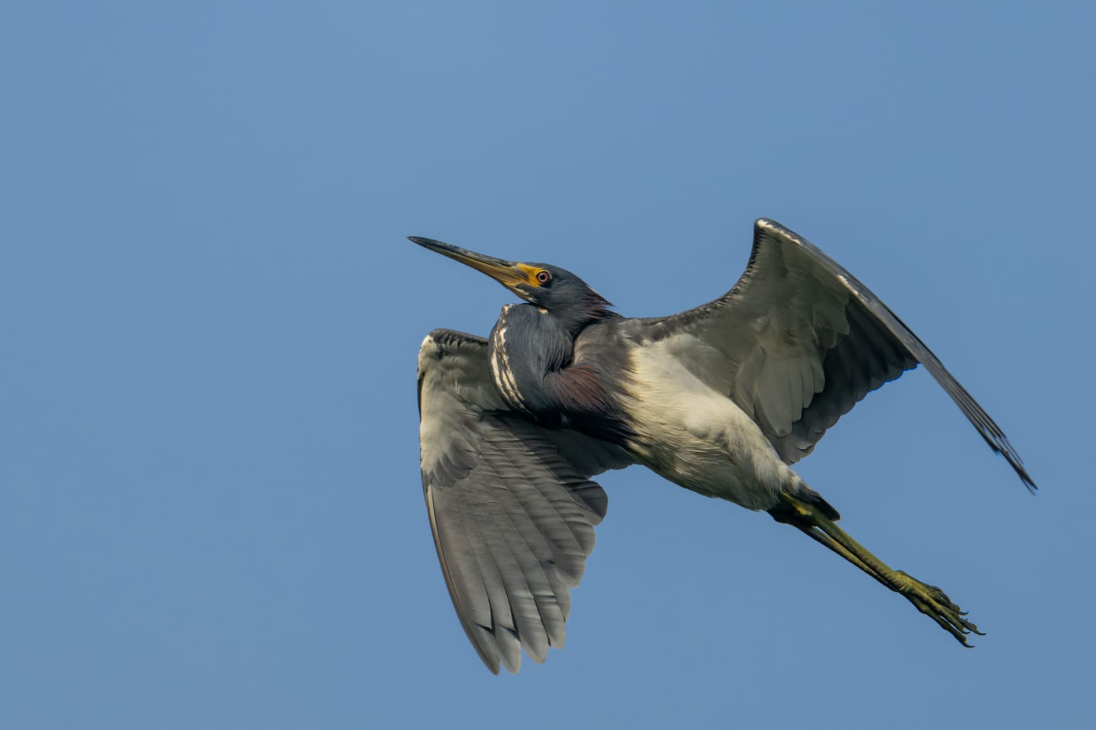 Photo from “Anahuac NWR - Summer”