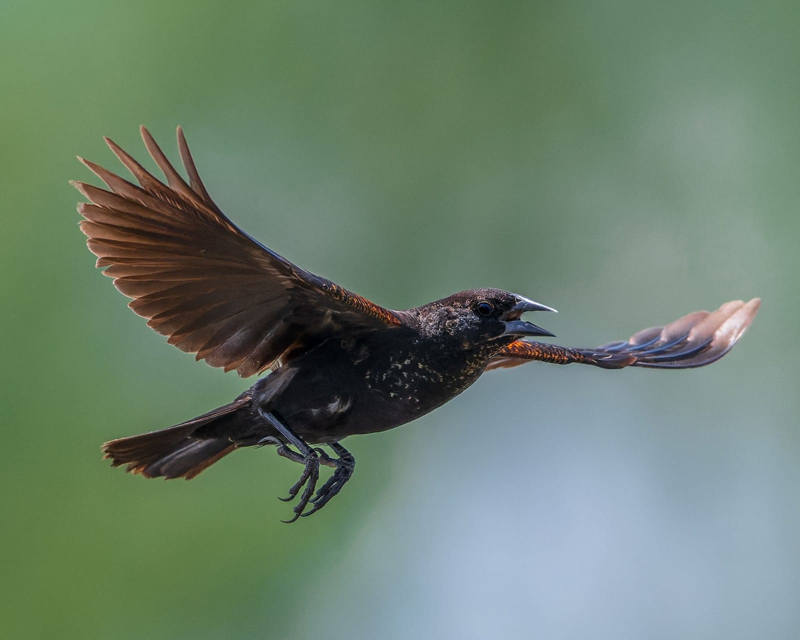 Photo from “Anahuac NWR - Summer”