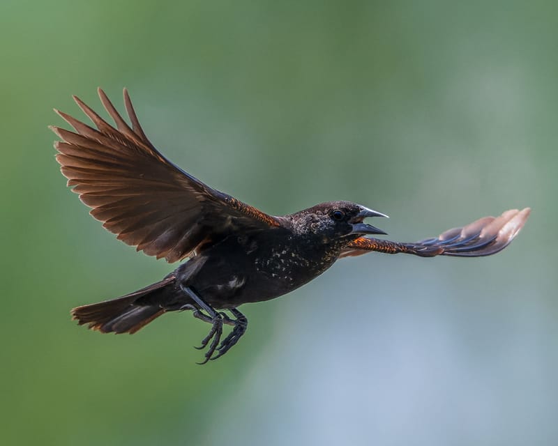Photo from “Anahuac NWR - Summer”
