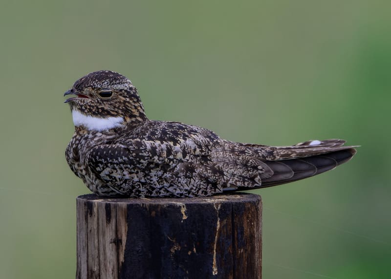 Photo from “Anahuac NWR - Summer”