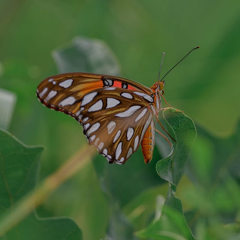 Photo from “Anahuac NWR - Summer”