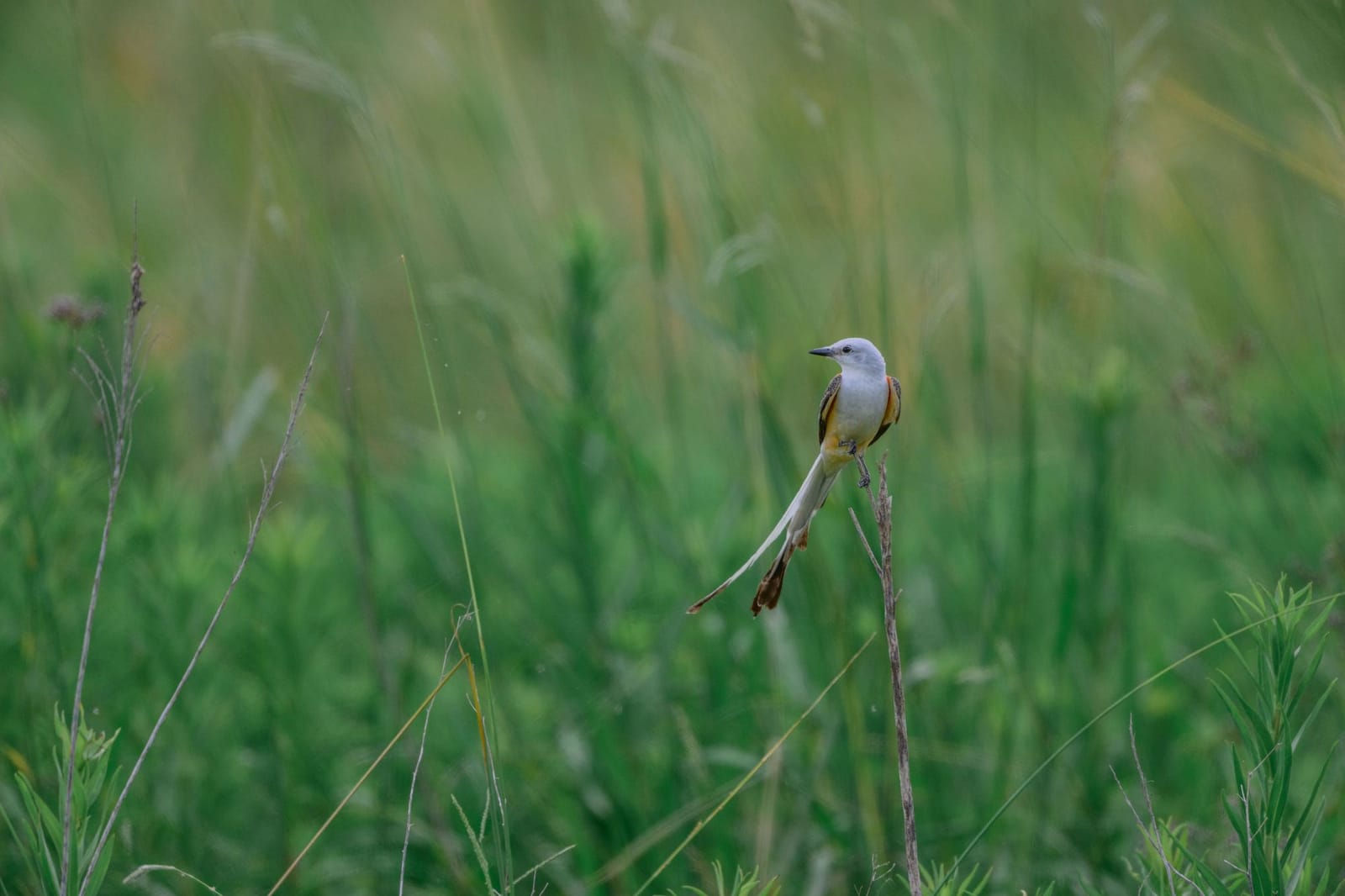 Photo from “Anahuac NWR - Summer”