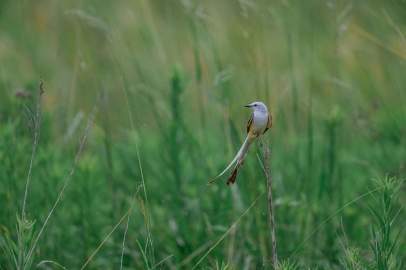 Photo from “Anahuac NWR - Summer”