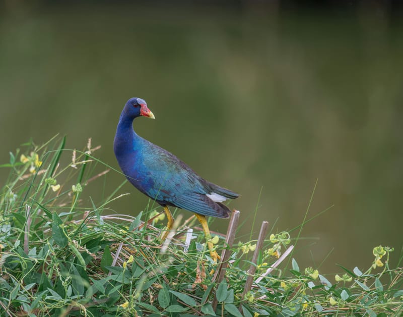 Photo from “Anahuac NWR - Summer”