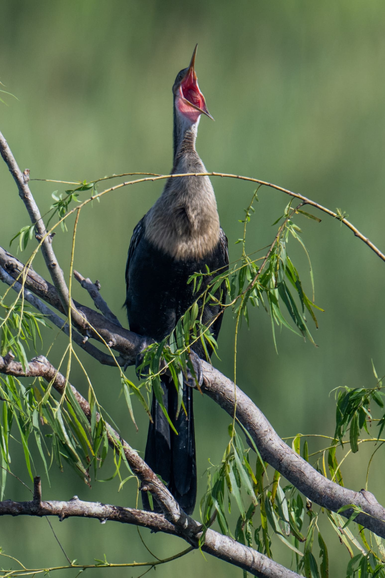 Photo from “Anahuac NWR - Summer”
