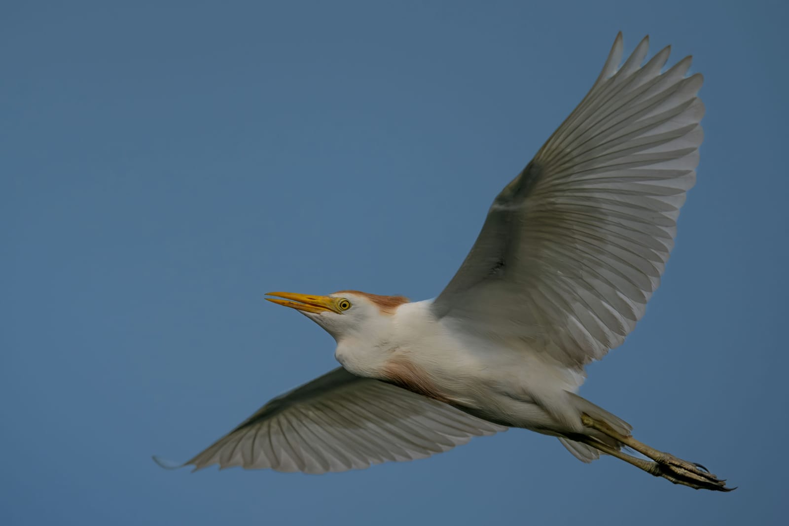 Photo from “Anahuac NWR - Summer”