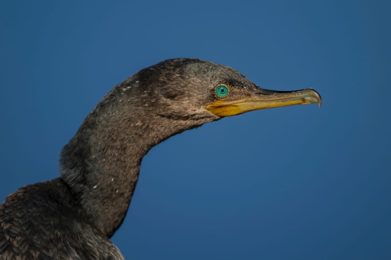 Photo from “Anahuac NWR - January”