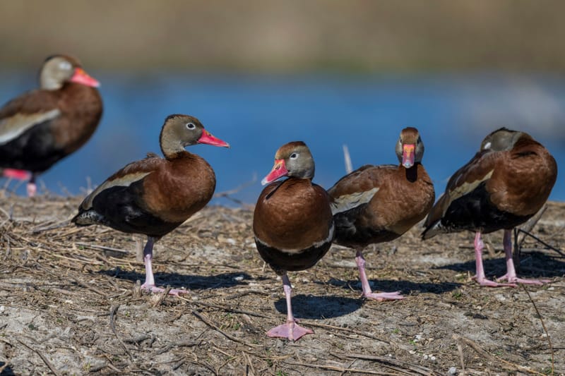 Photo from “Anahuac NWR - January”
