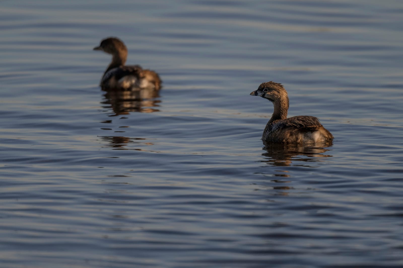 Photo from “Anahuac NWR - January”