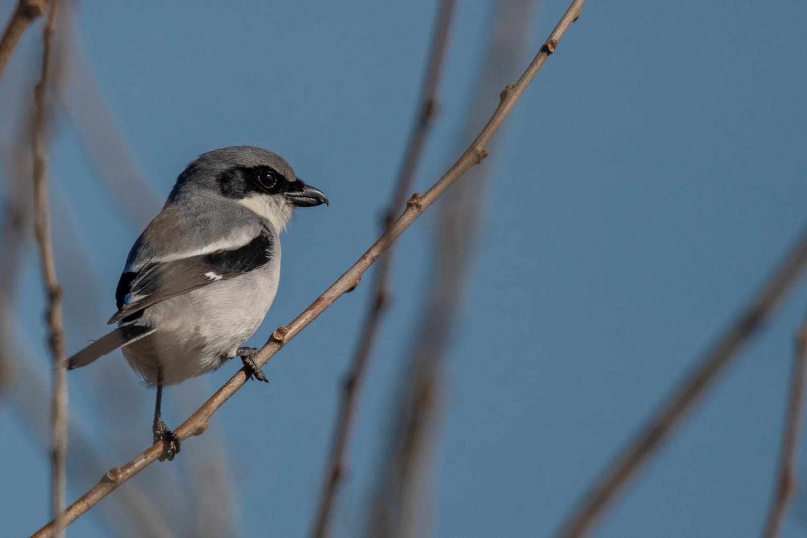 Photo from “Anahuac NWR - January”