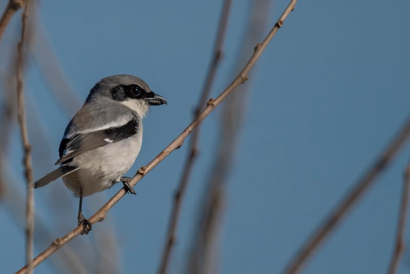 Photo from “Anahuac NWR - January”