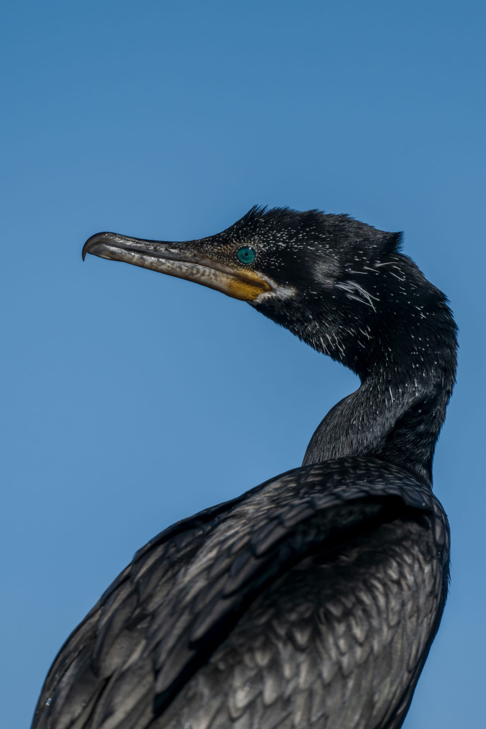 Photo from “Anahuac NWR - January”