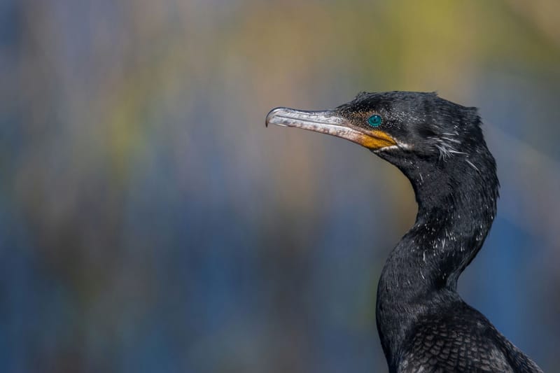 Photo from “Anahuac NWR - January”