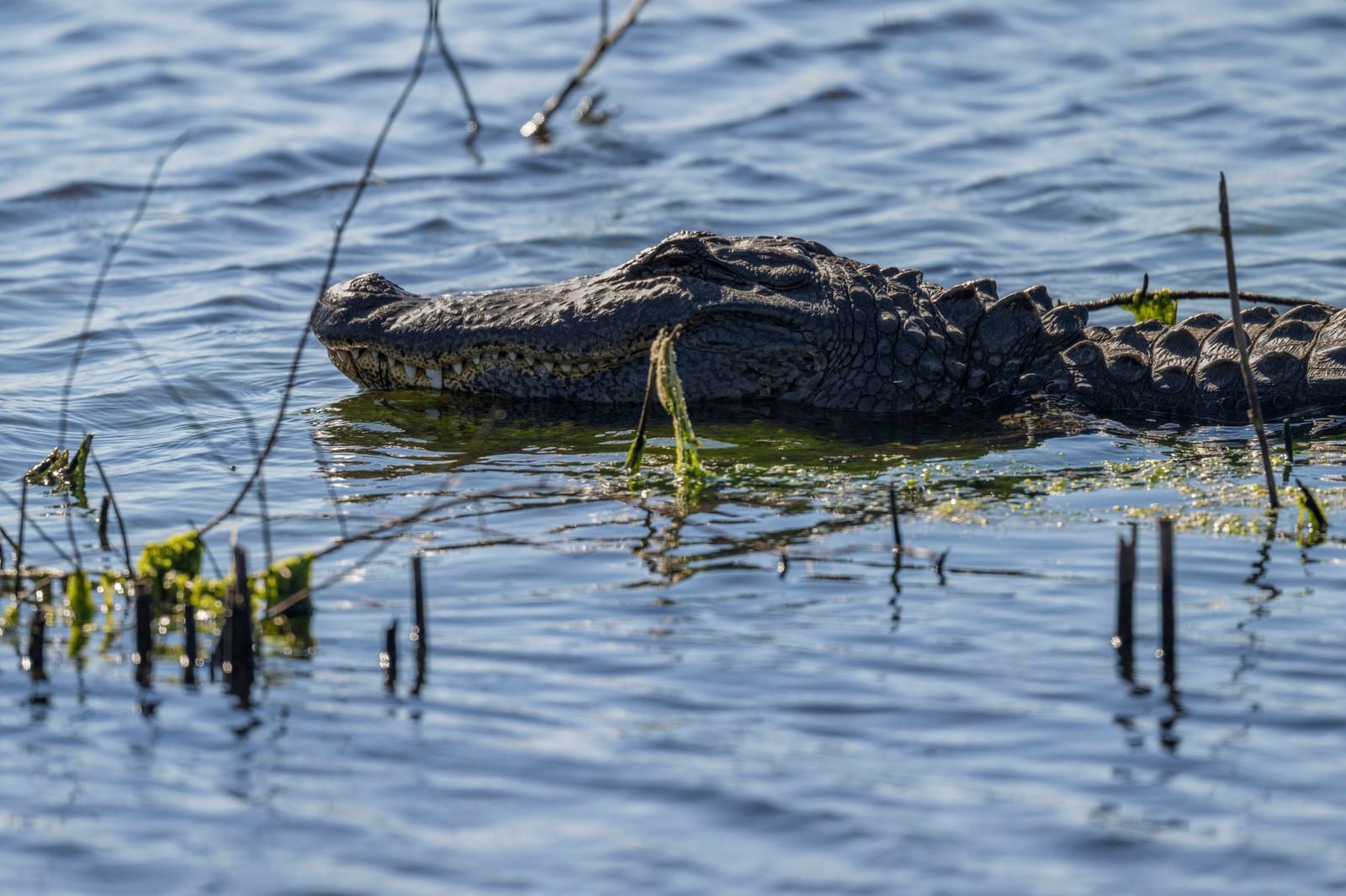 Photo from “Anahuac NWR - January”