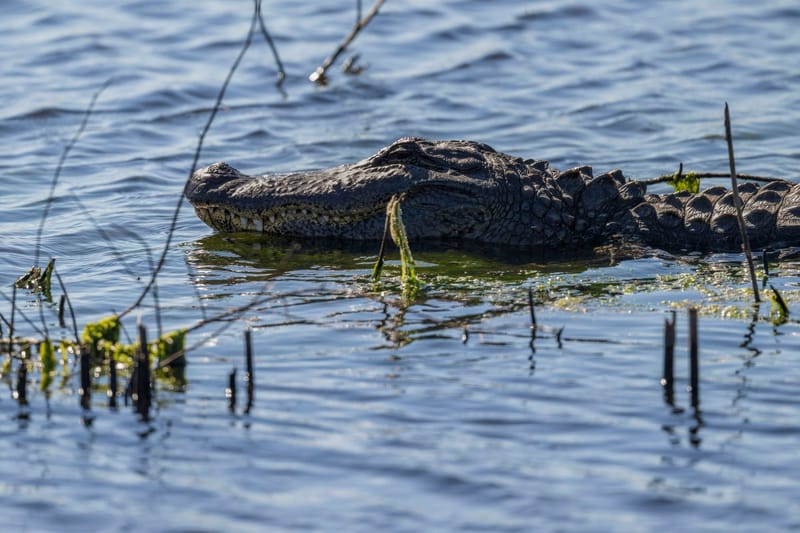 Photo from “Anahuac NWR - January”