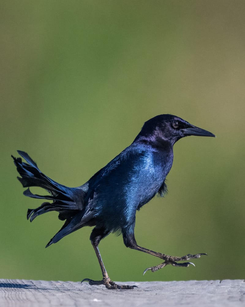 Photo from “Anahuac NWR - Octubre”