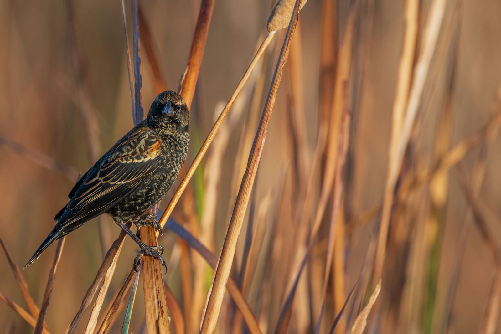 Photo from “Anahuac NWR - Octubre”