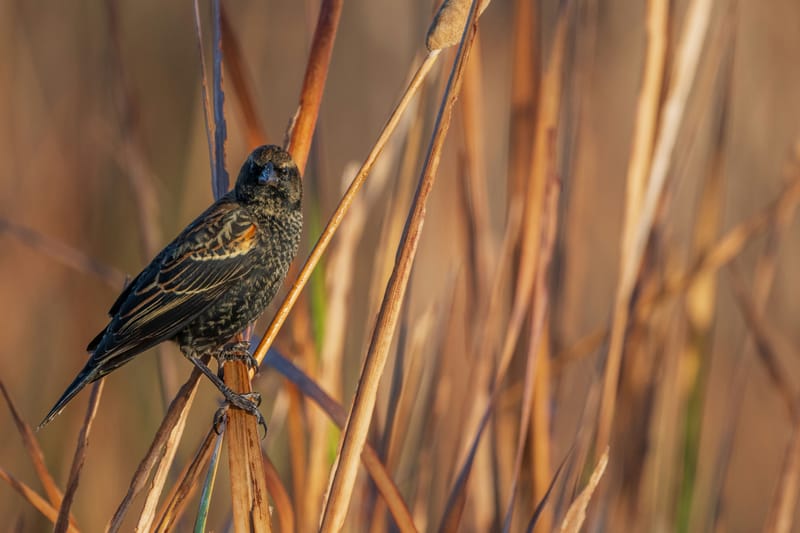 Photo from “Anahuac NWR - Octubre”