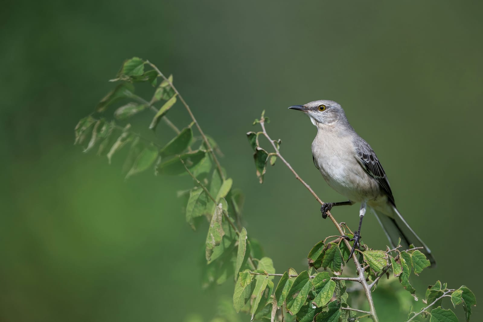 Photo from “Anahuac NWR - Octubre”