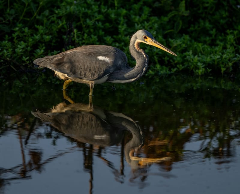 Photo from “Anahuac NWR - Octubre”