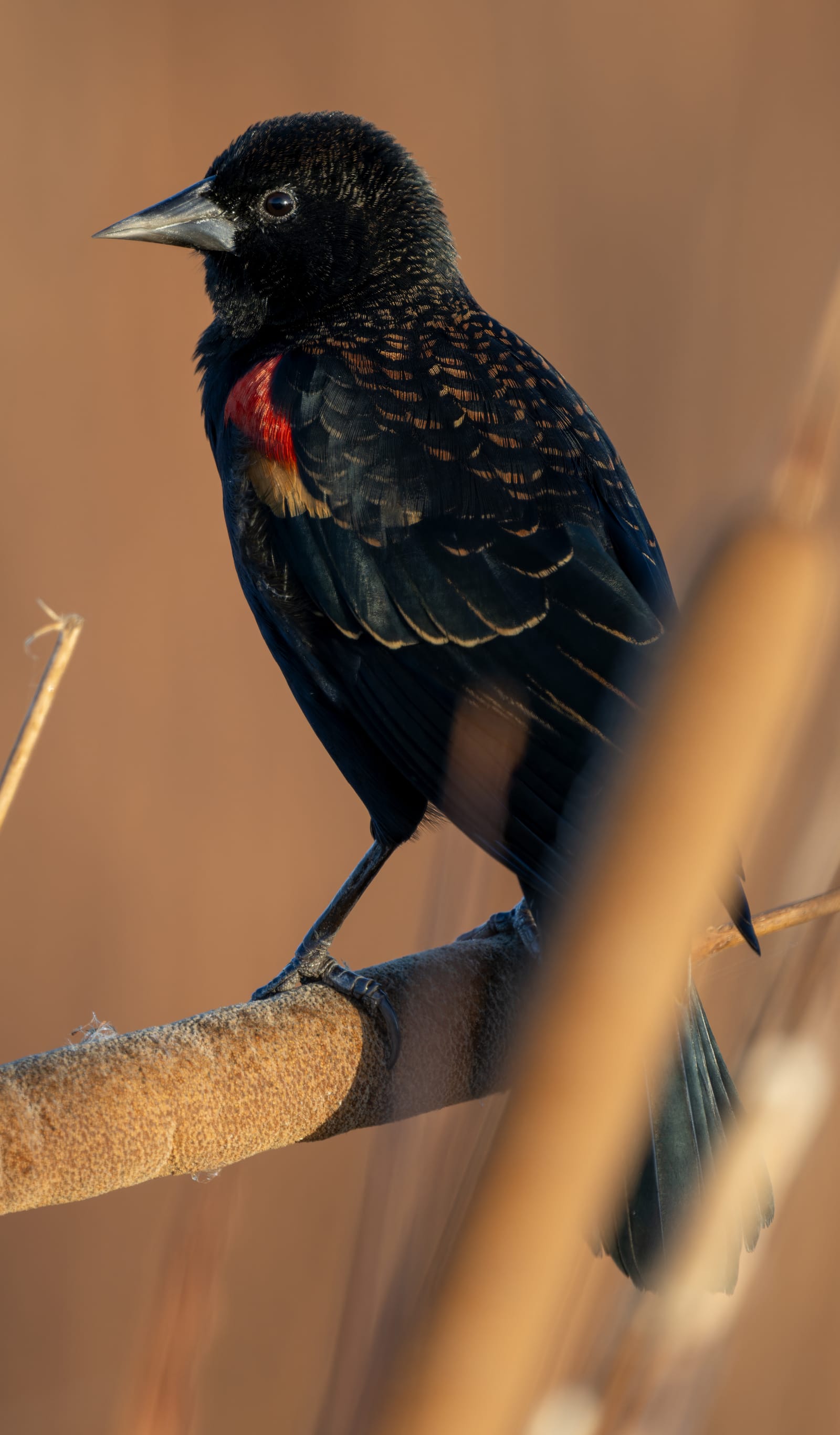 Photo from “Anahuac NWR - Octubre”