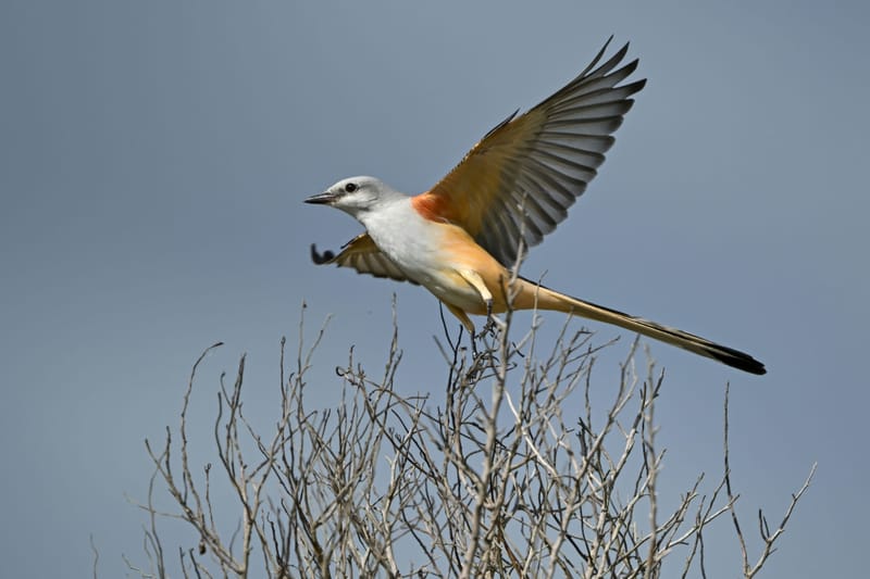 Photo from “Anahuac NWR - Octubre”