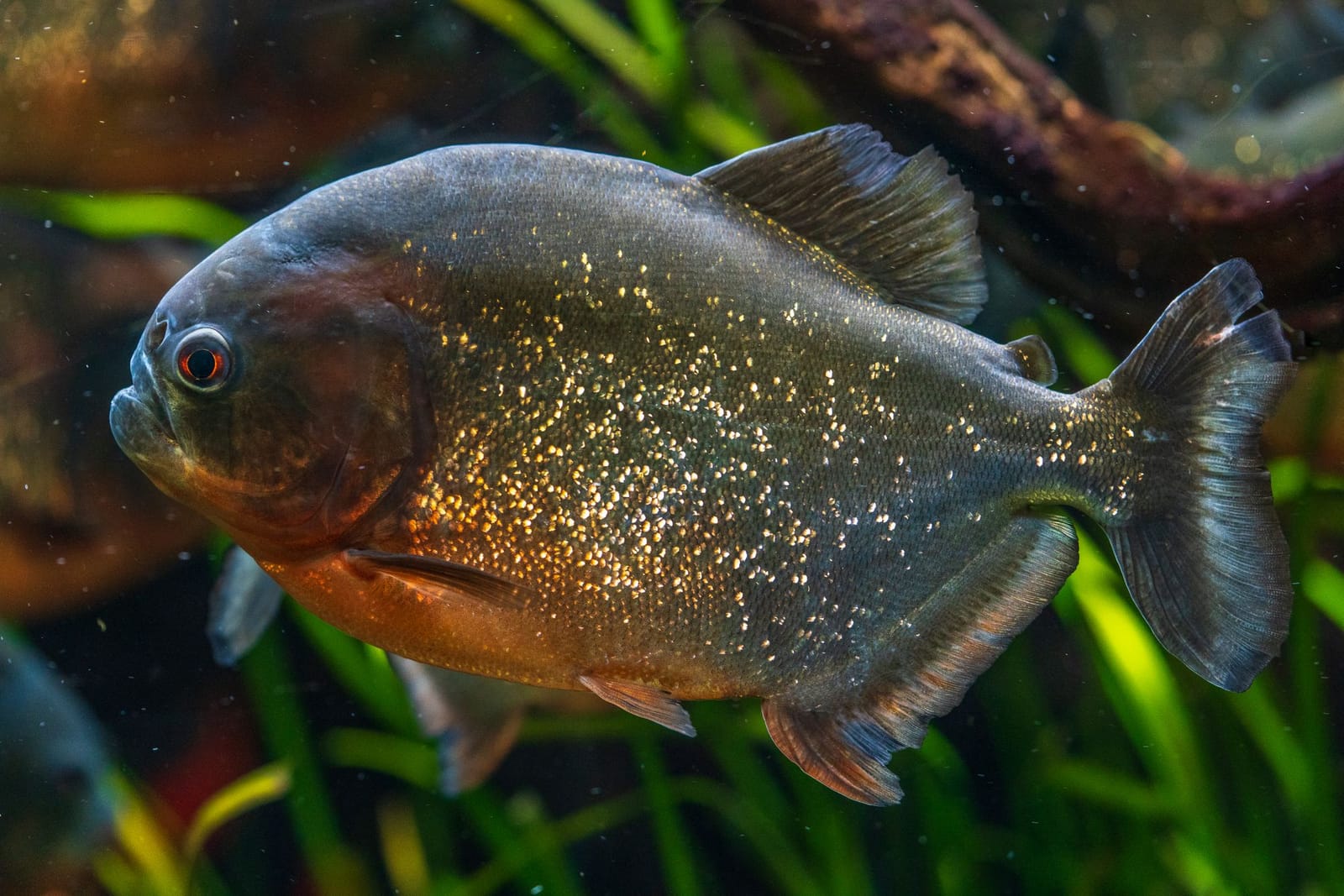 Photo from “Aquarium”