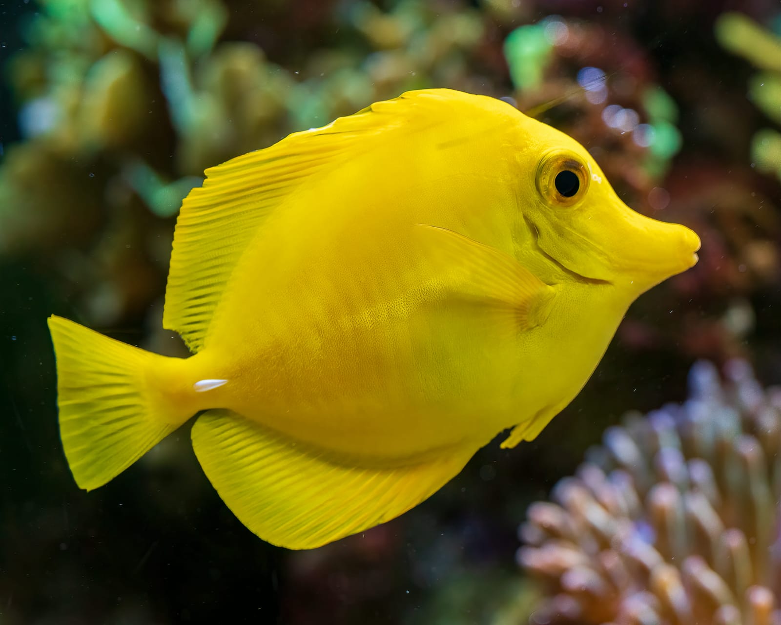 Photo from “Aquarium”