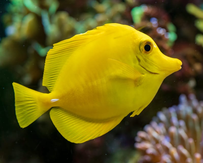 Photo from “Aquarium”