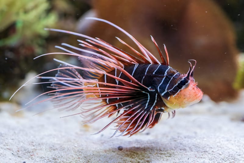 Photo from “Aquarium”