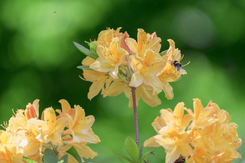 Yellow azalea blossoms with a bumblebee against a green blur.