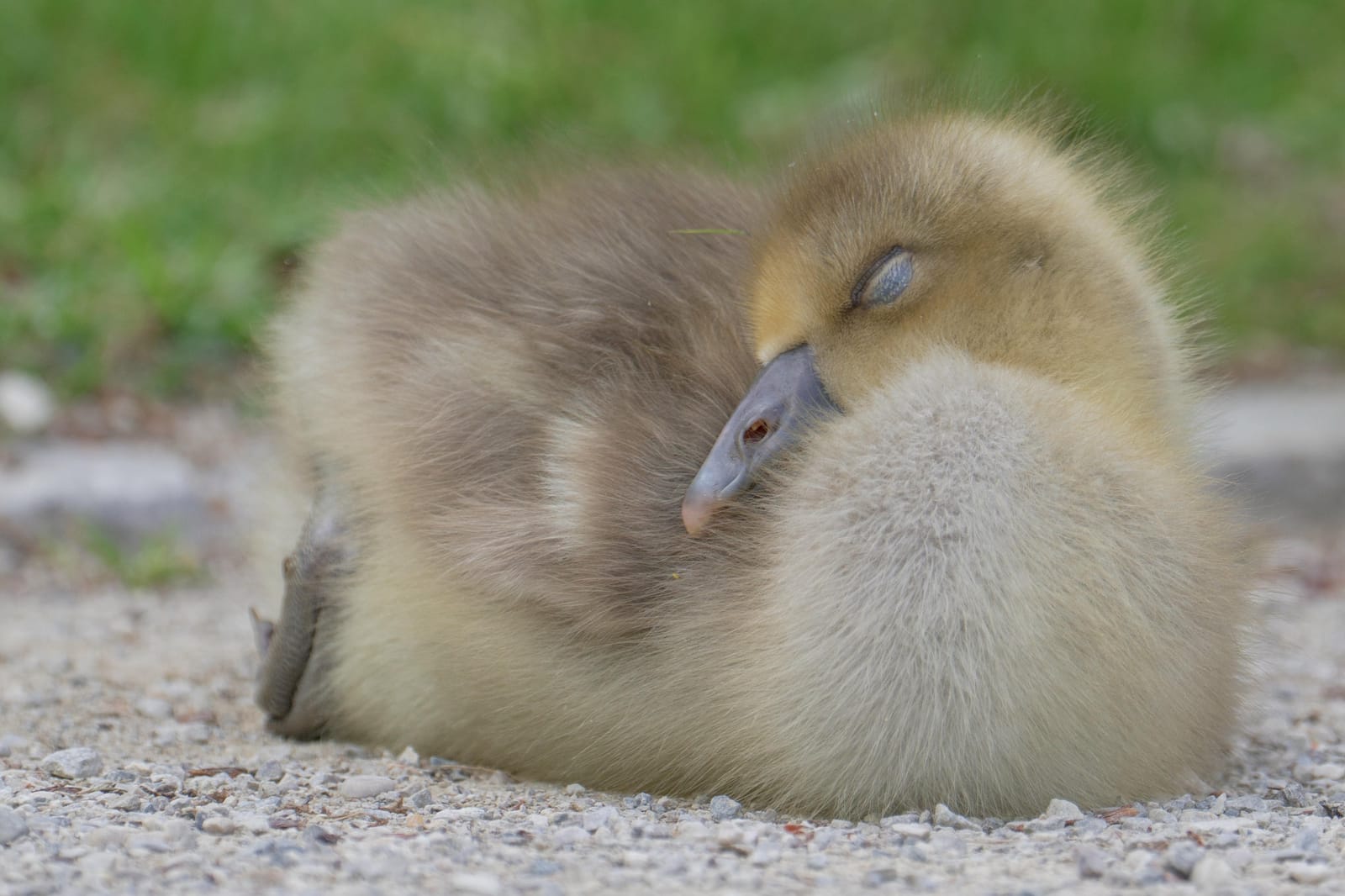 Fluffy gosling asleep on gravel with its bill tucked into its down.