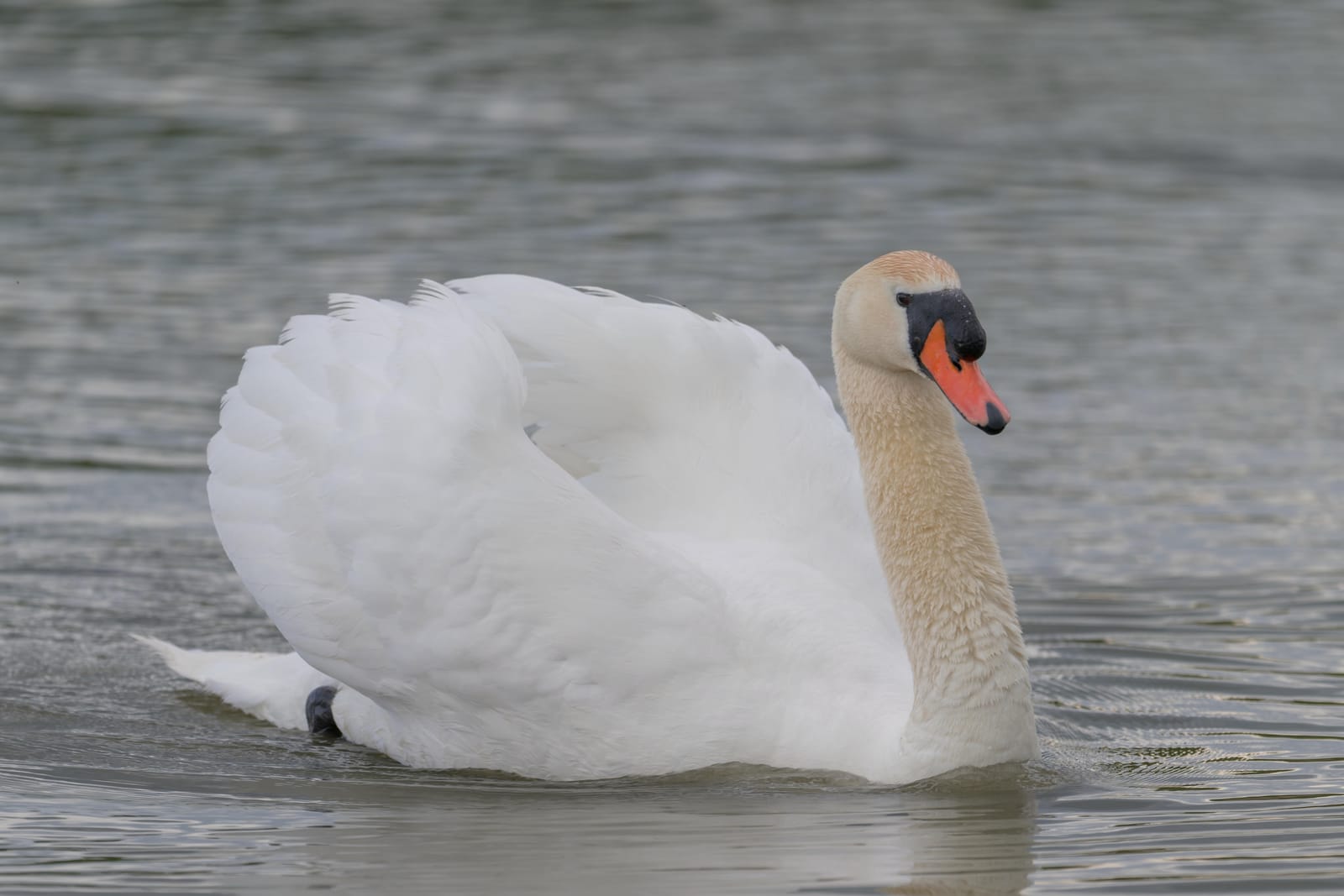 Mute swan gliding on grey water with its wings raised.