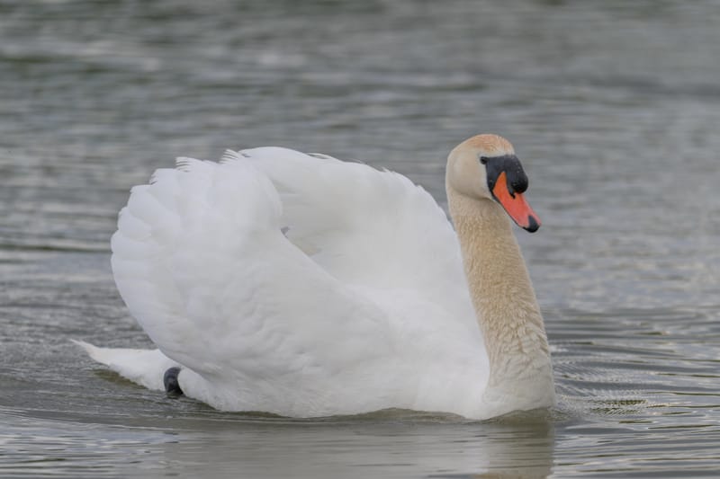 Mute swan gliding on grey water with its wings raised.