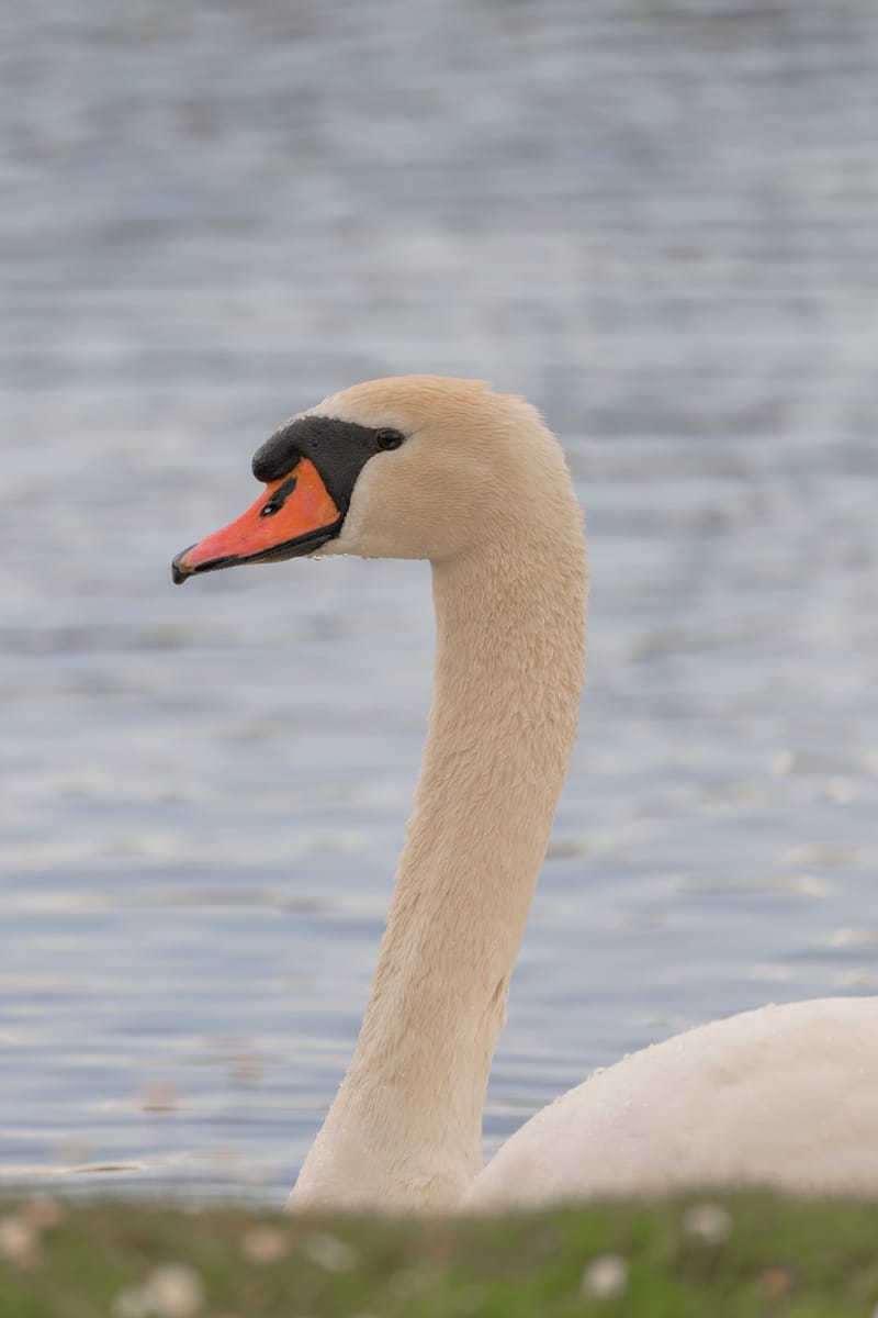 Close-up of a mute swan's head and neck in front of rippling water.