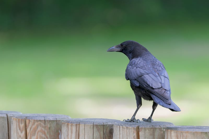 Carrion crow perched on a wooden fence, looking back over its shoulder.