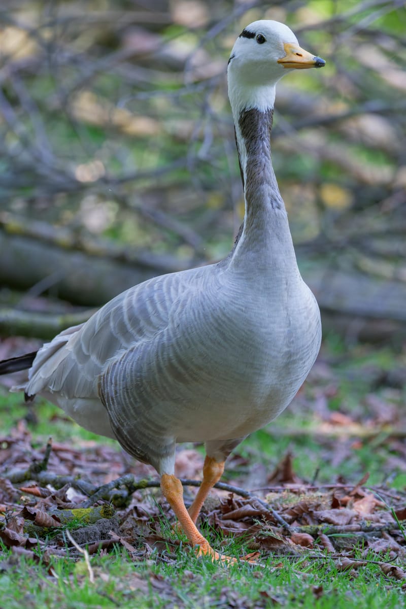 Bar-headed goose standing on fallen leaves, neck raised, in front of blurred branches.