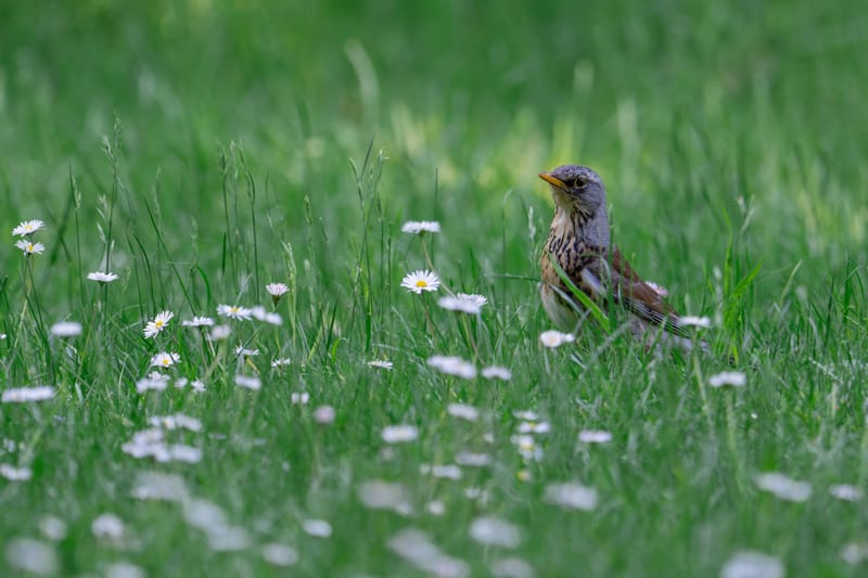Fieldfare standing in tall grass among white daisies.
